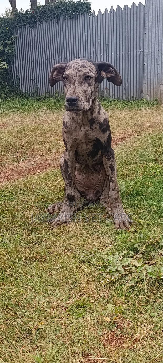 6-12 months Female Purebred Great Dane - thumbnail 10