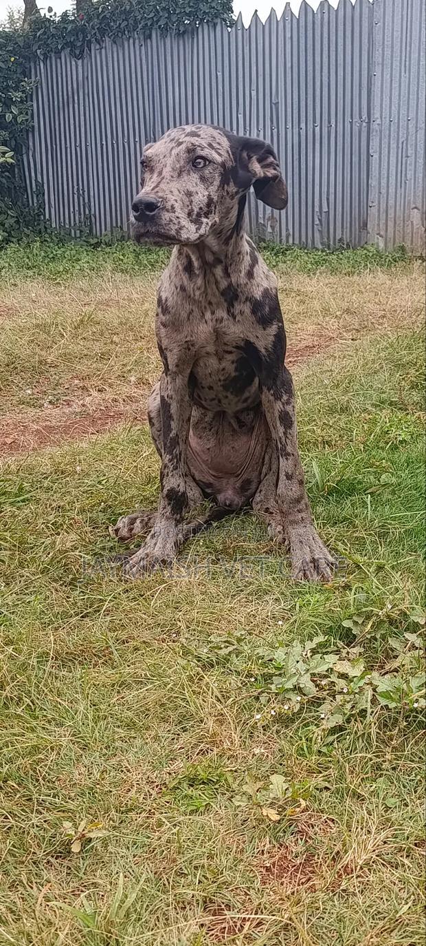 6-12 months Female Purebred Great Dane - thumbnail 11