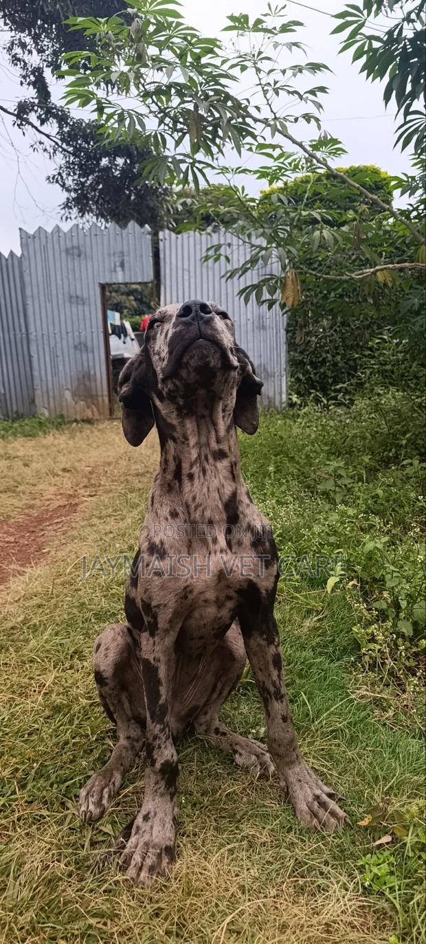 6-12 months Female Purebred Great Dane - thumbnail 14