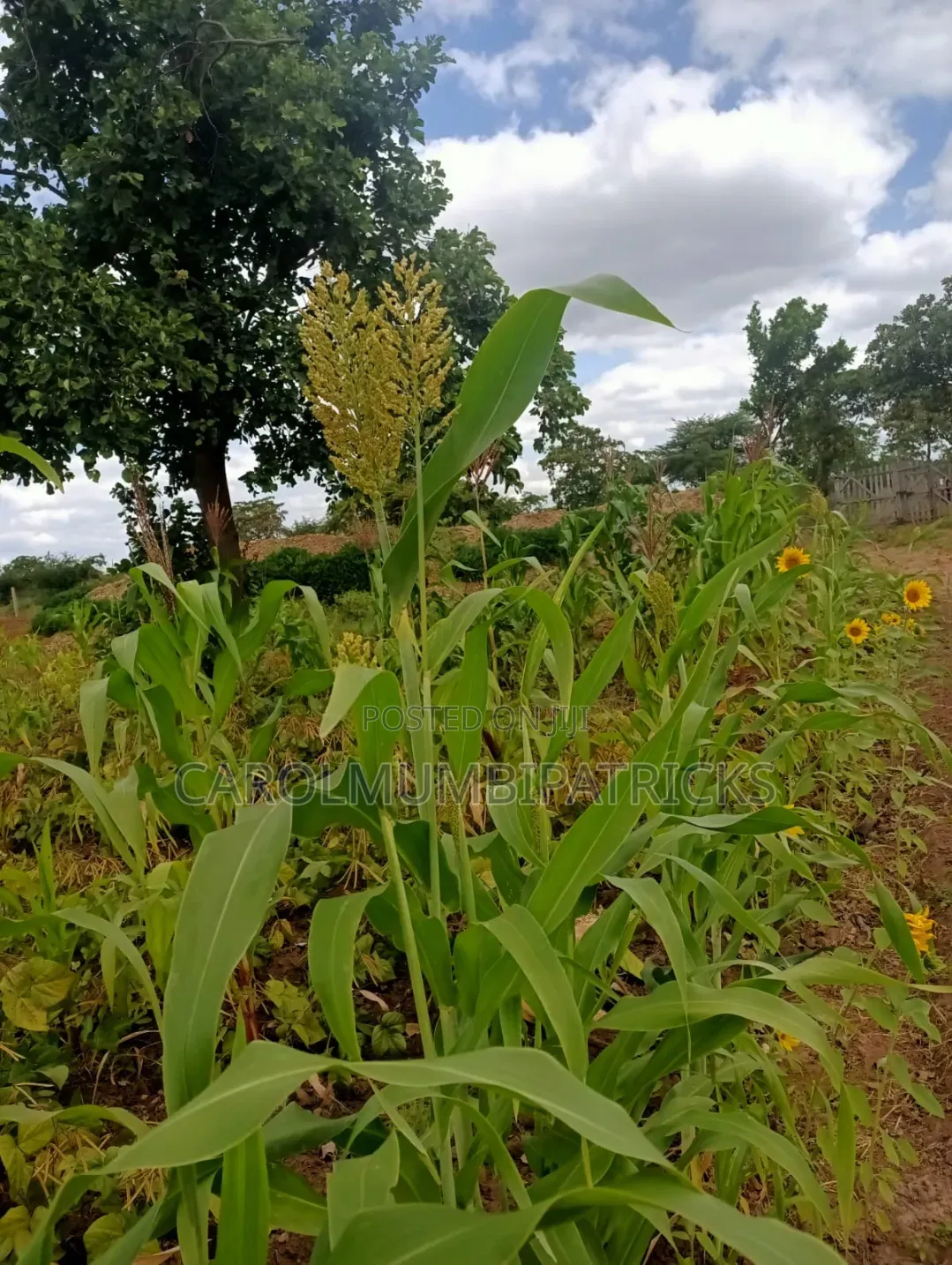 3.25 Acres Of Land In Musingine Area Off Kivandini Masinga Road