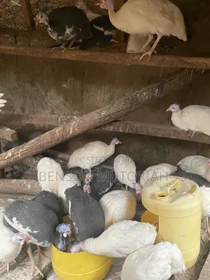 Kanga / Guinea Fowls