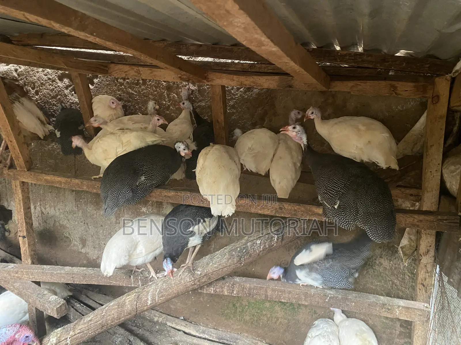 Kanga / Guinea Fowls