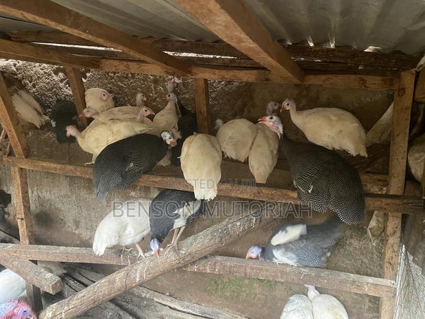 Kanga / Guinea Fowls - thumbnail 2