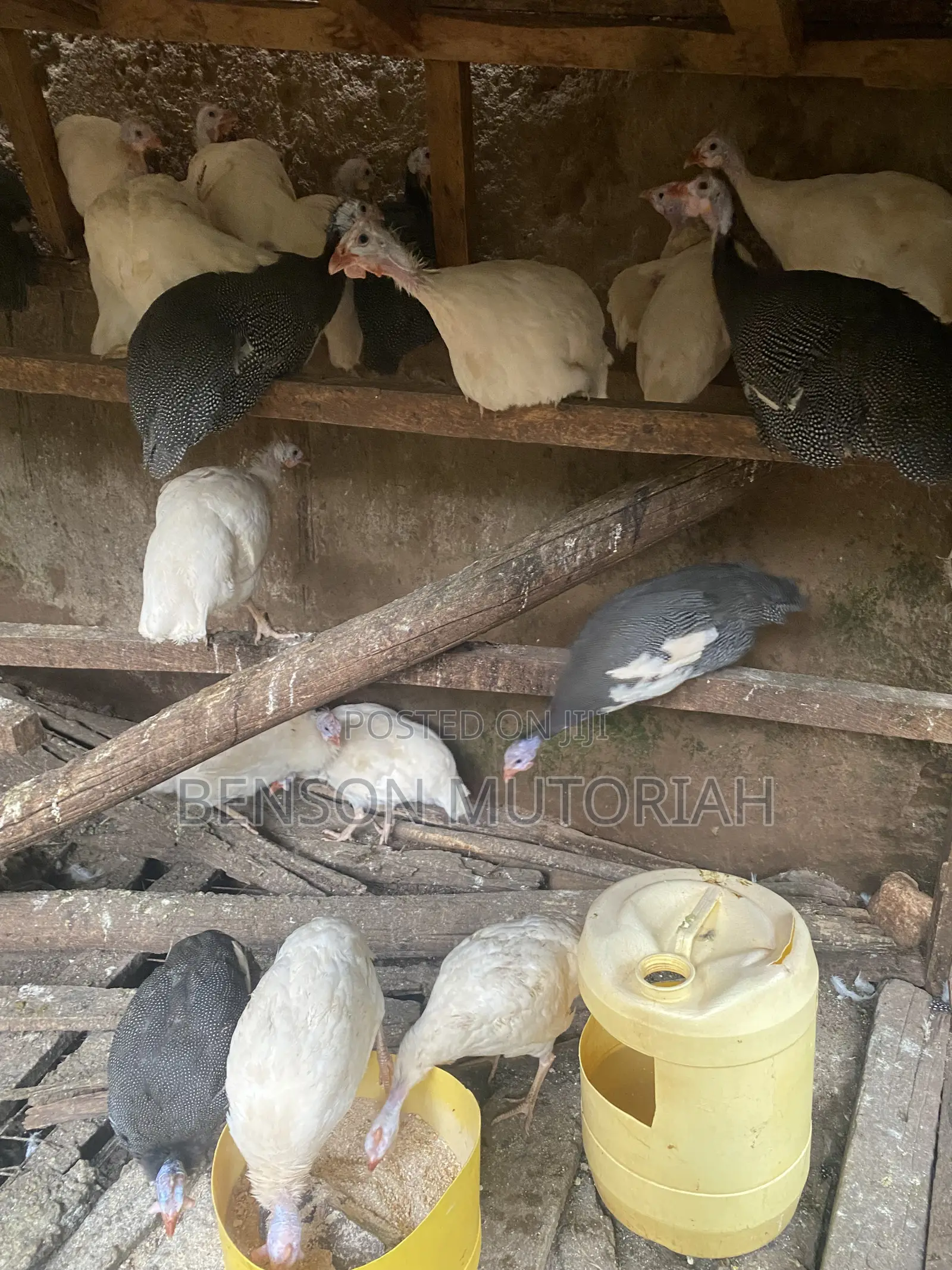 Kanga / Guinea Fowls