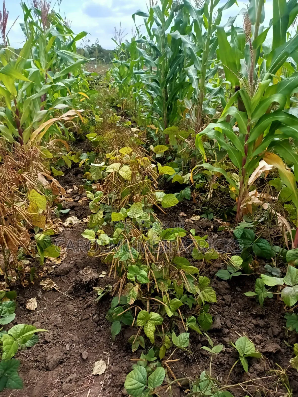 3.25 Acres Of Land In Musingine Area Off Kivandini Masinga Road