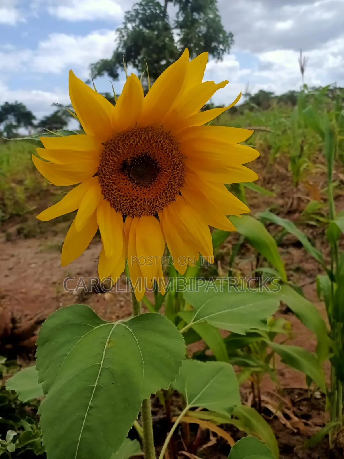 3.25 Acres Of Land In Musingine Area Off Kivandini Masinga Road
