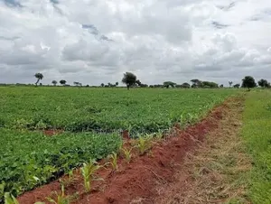 Land 3.5 Acres