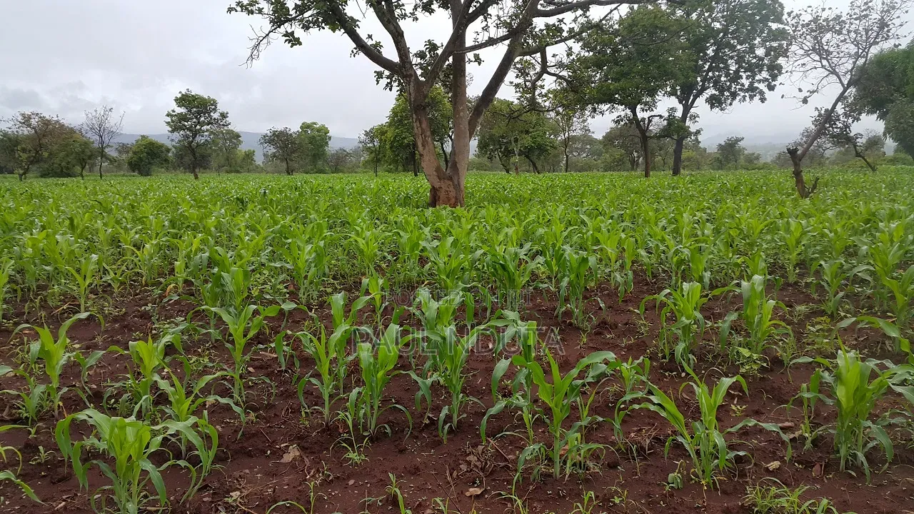 Land 3.5 Acres