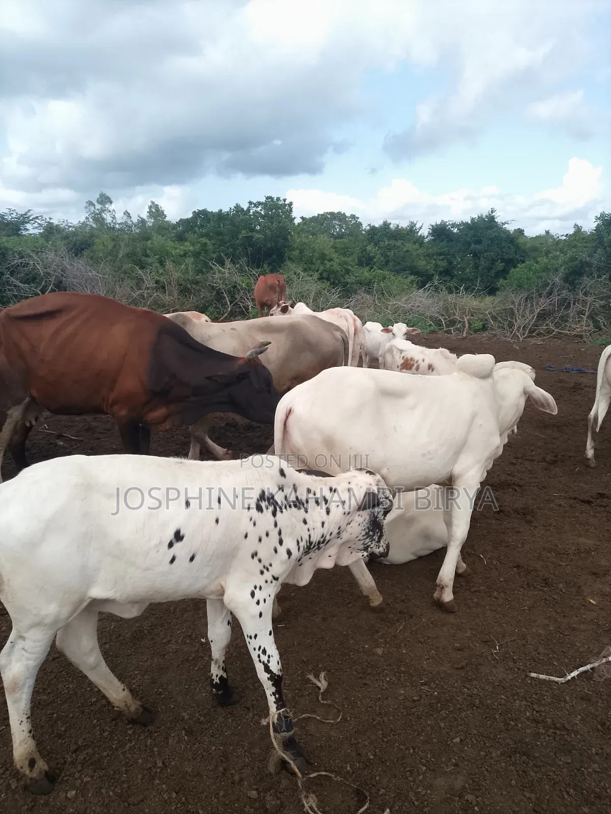 Cows for Sale at Malindi Chakama Area