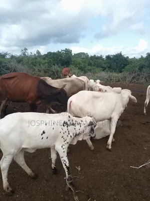 Cows for Sale at Malindi Chakama Area