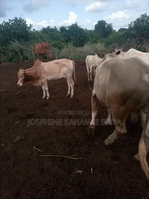 Cows for Sale at Malindi Chakama Area