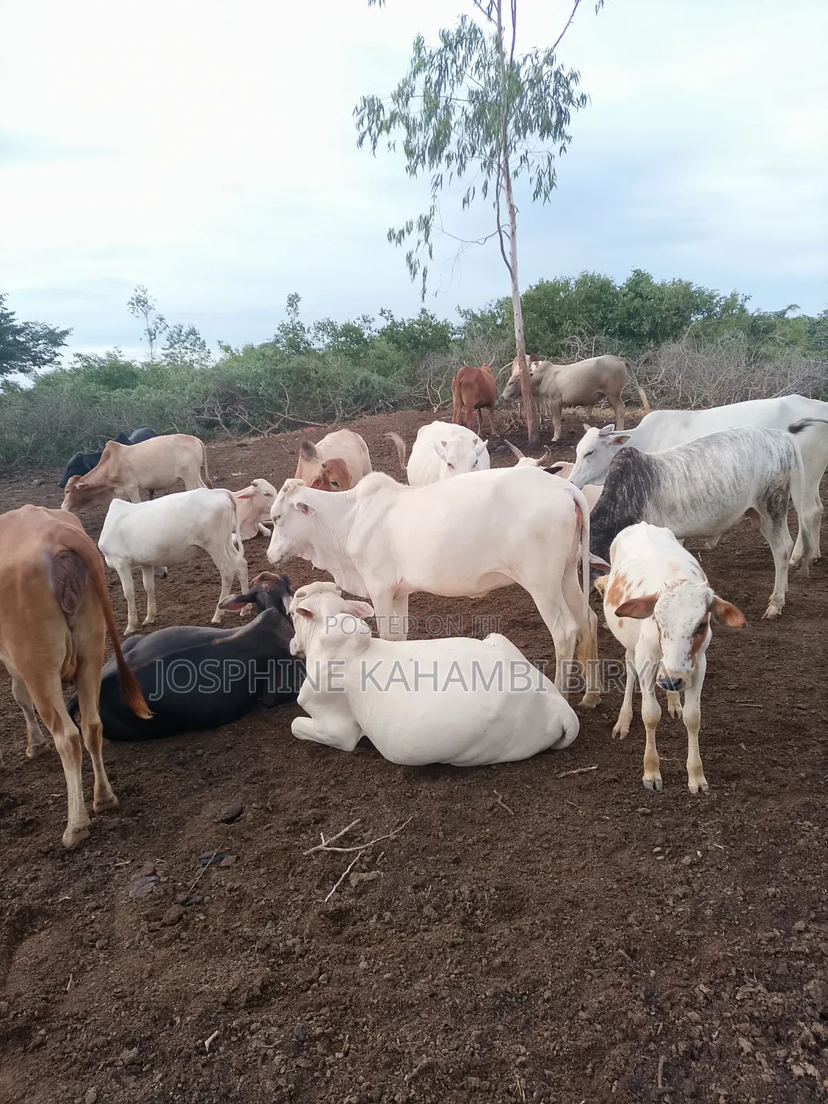 Cows for Sale at Malindi Chakama Area