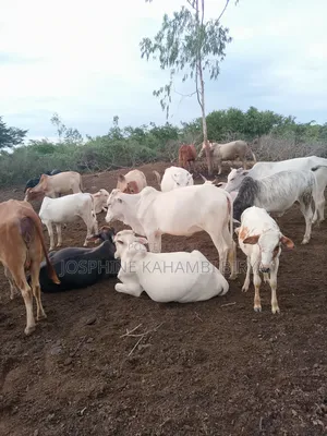 Cows for Sale at Malindi Chakama Area