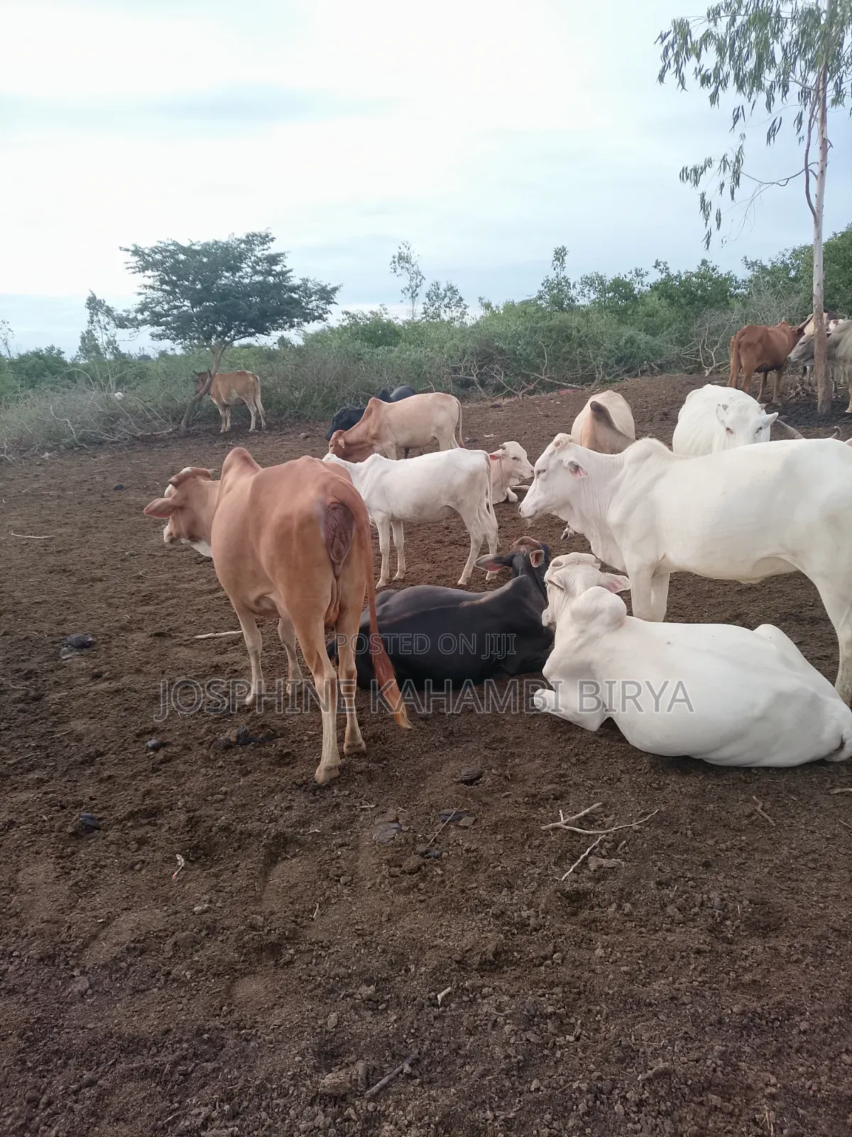 Cows for Sale at Malindi Chakama Area