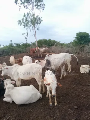 Cows for Sale at Malindi Chakama Area