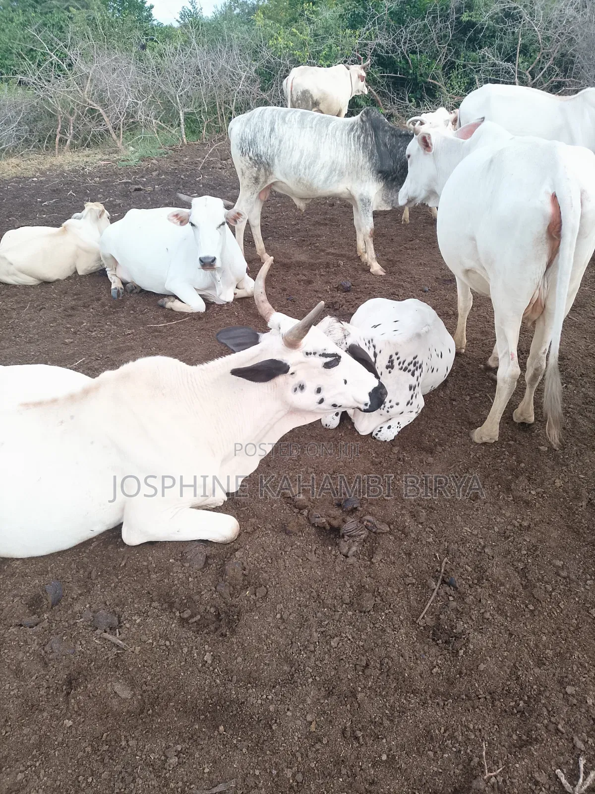 Cows for Sale at Malindi Chakama Area