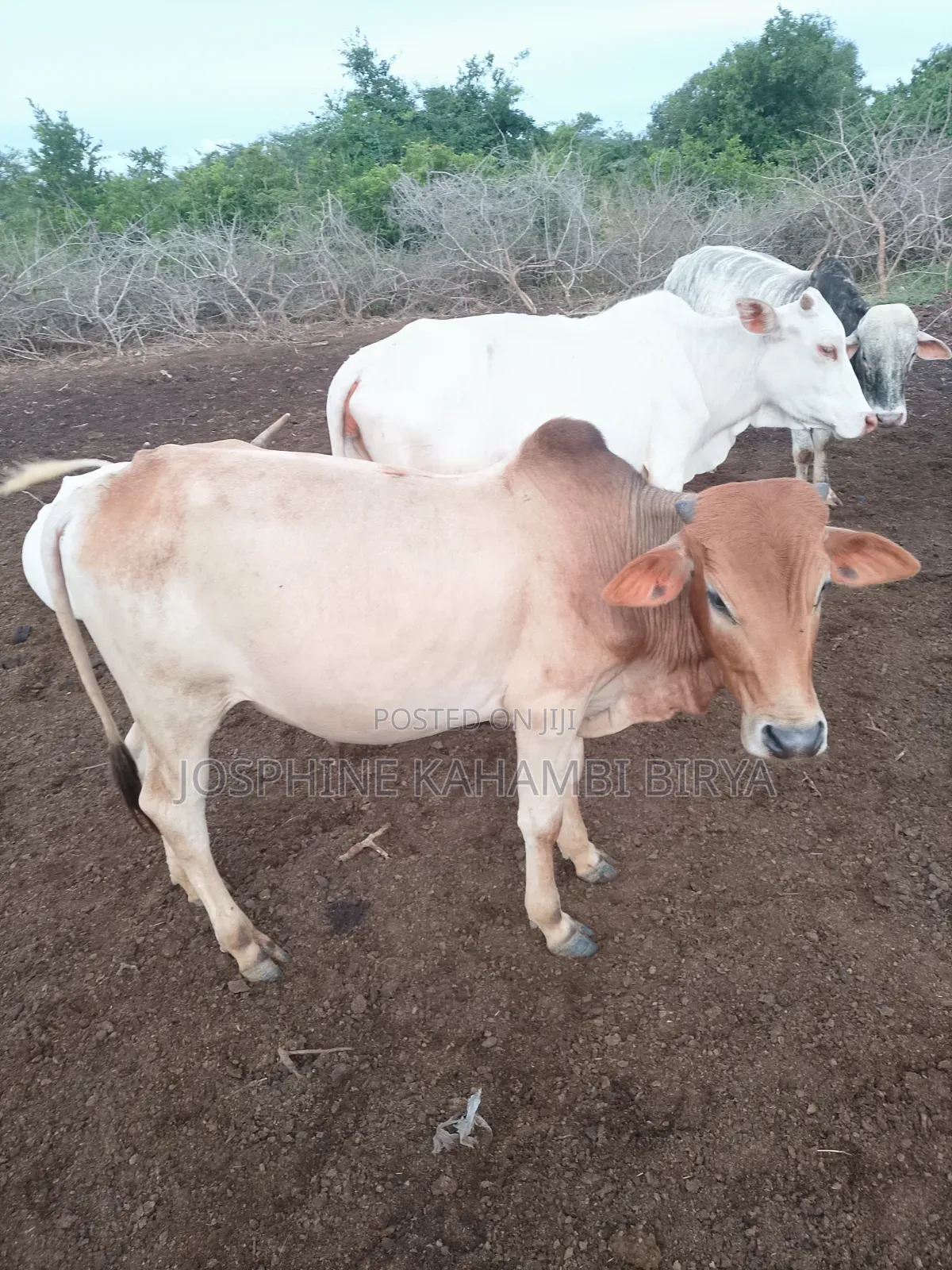 Cows for Sale at Malindi Chakama Area