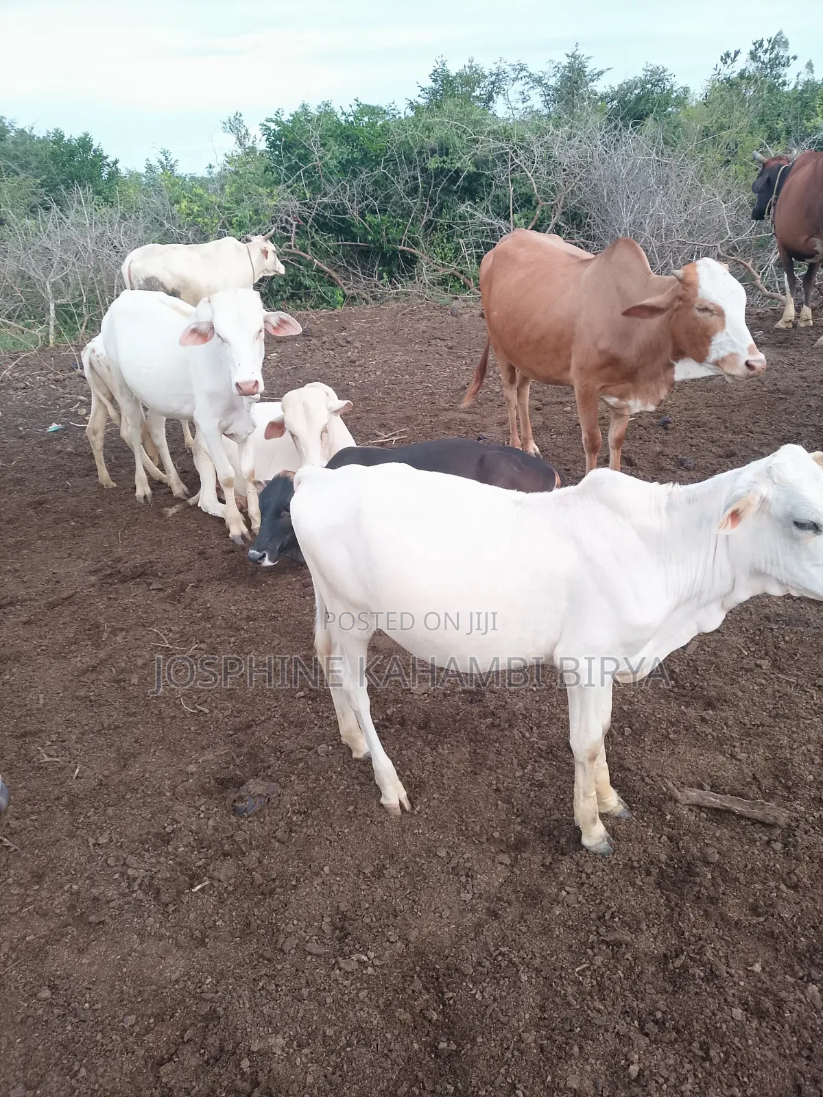 Cows for Sale at Malindi Chakama Area