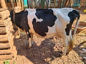 Freshian Cow
