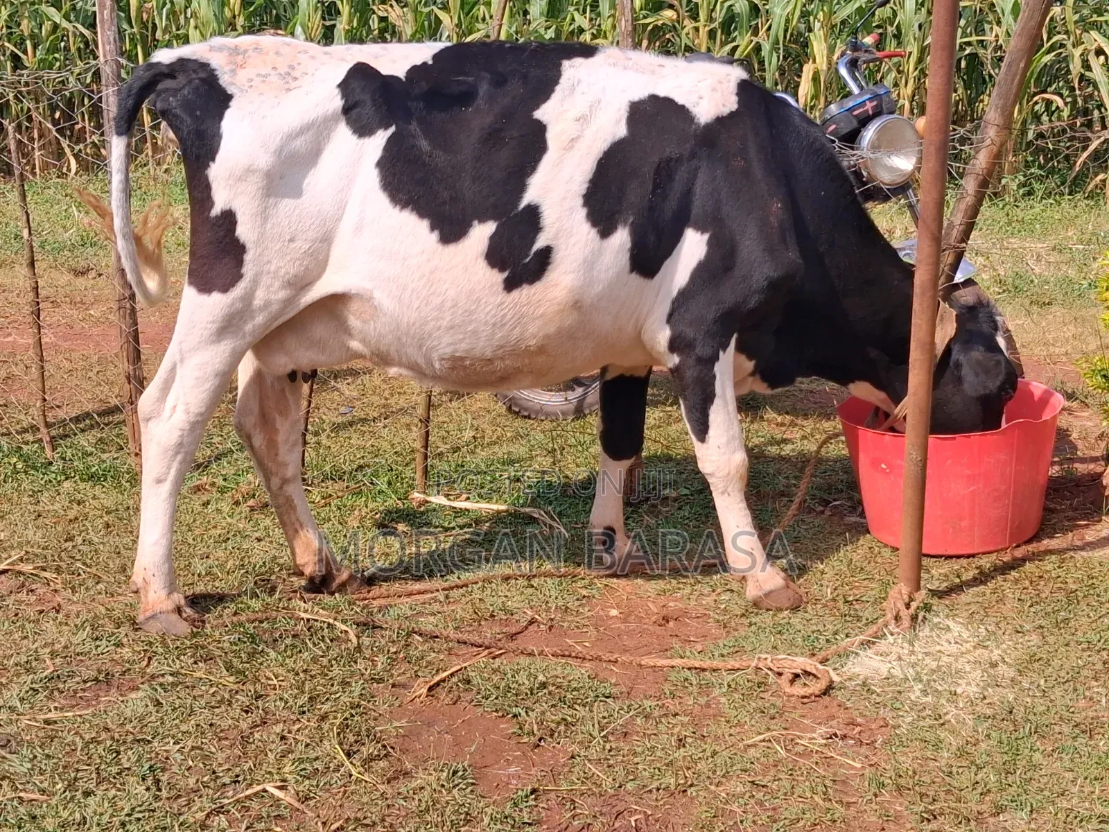 Freshian Cow