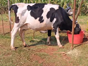 Freshian Cow