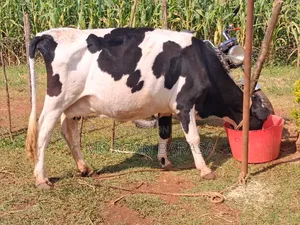 Freshian Cow