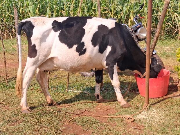 Freshian Cow - thumbnail 3