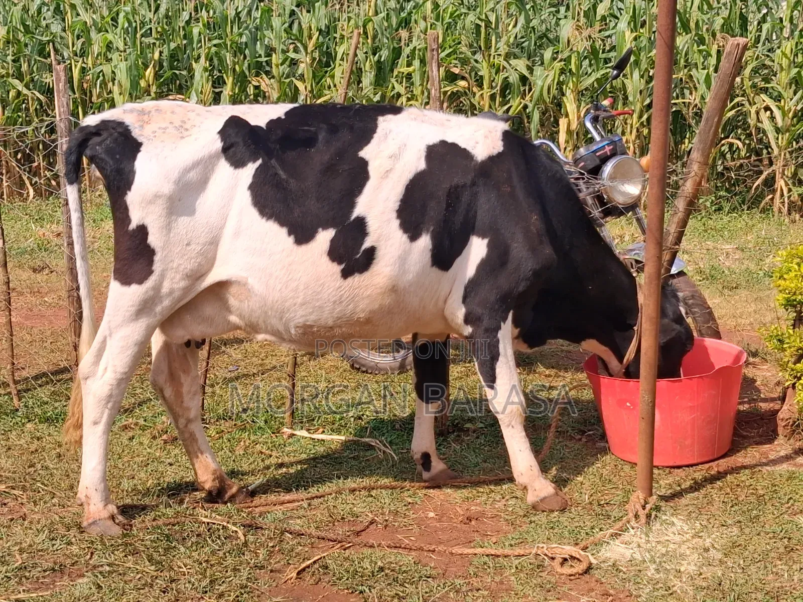 Freshian Cow