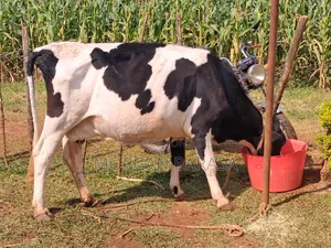 Freshian Cow