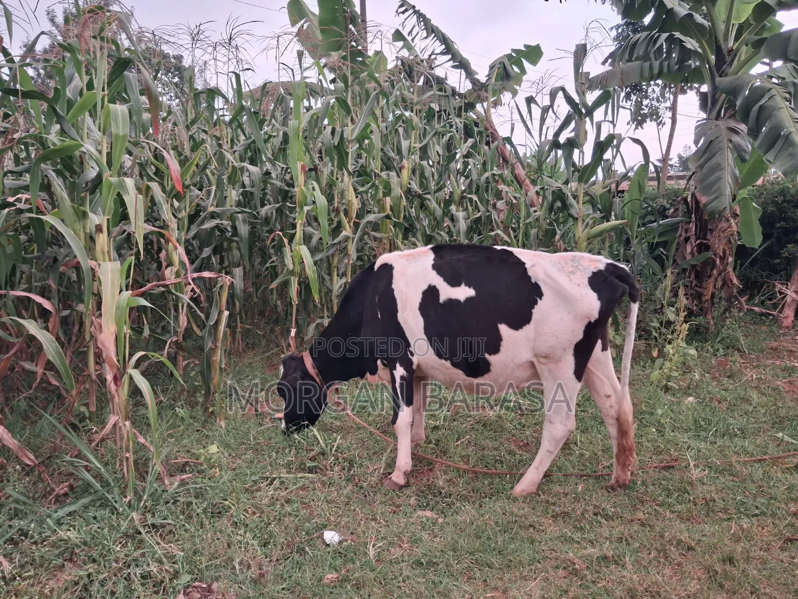 Freshian Cow