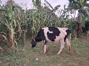 Freshian Cow