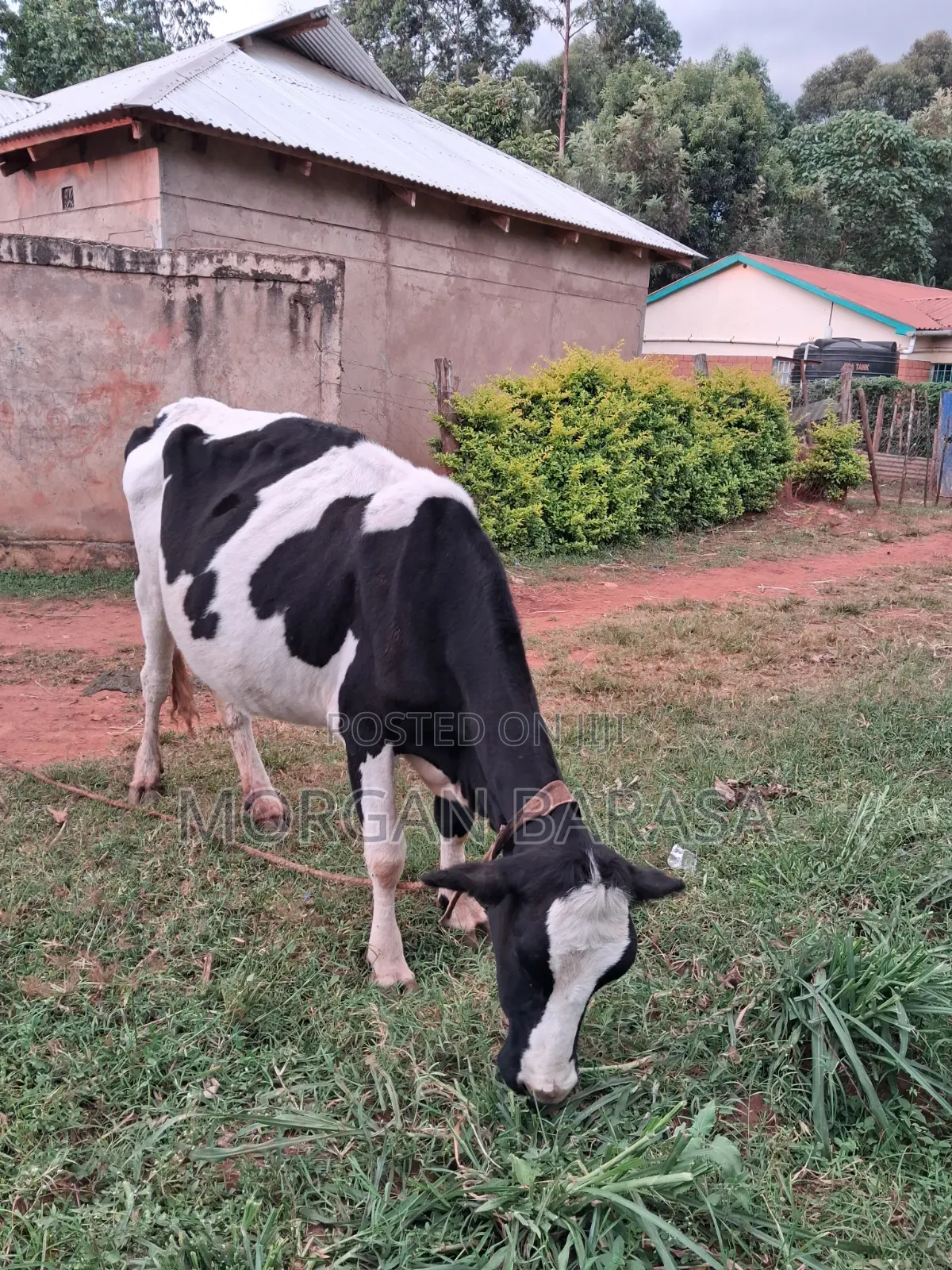 Freshian Cow