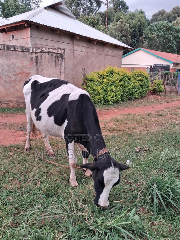 Freshian Cow - thumbnail 6