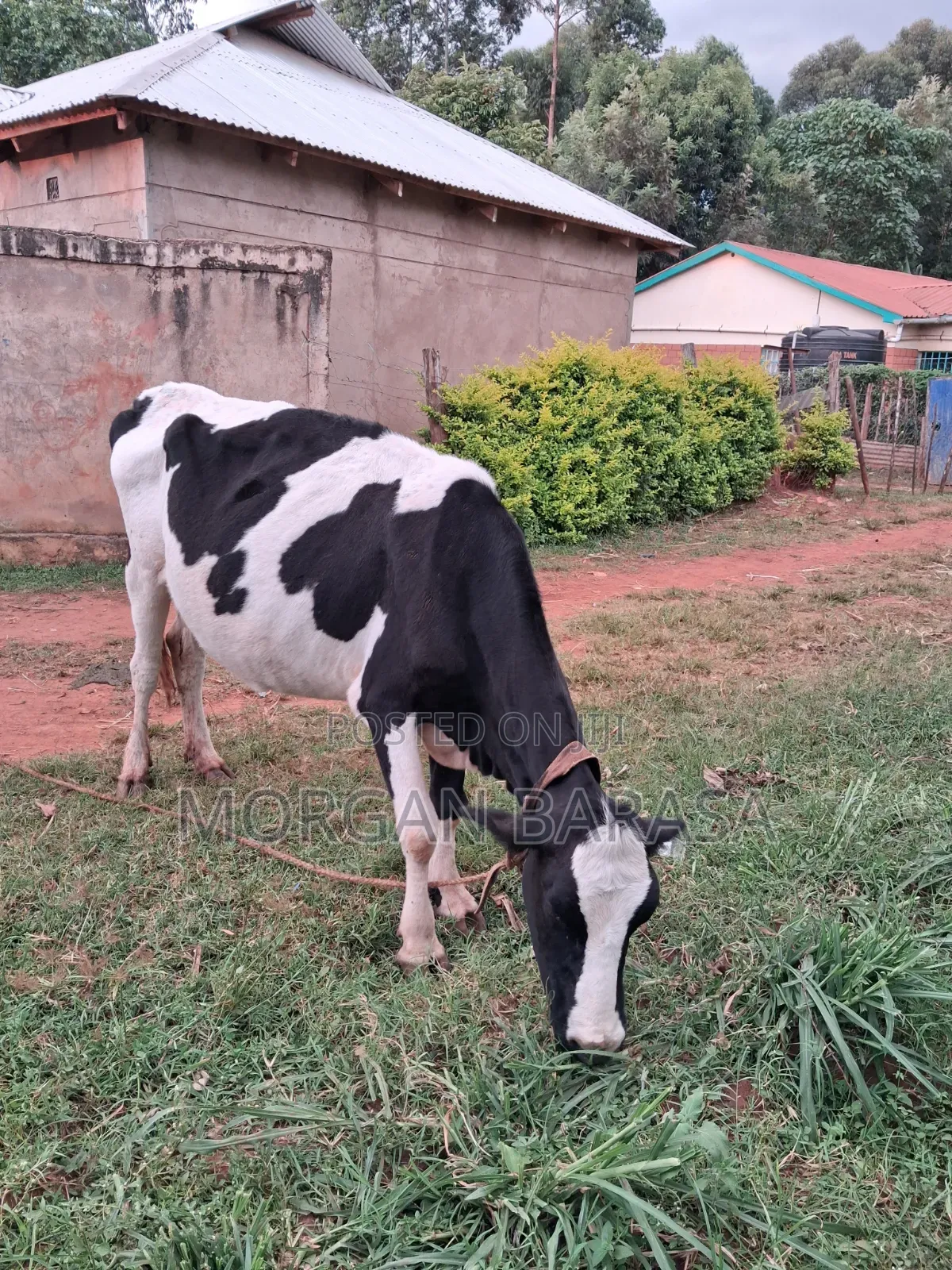 Freshian Cow