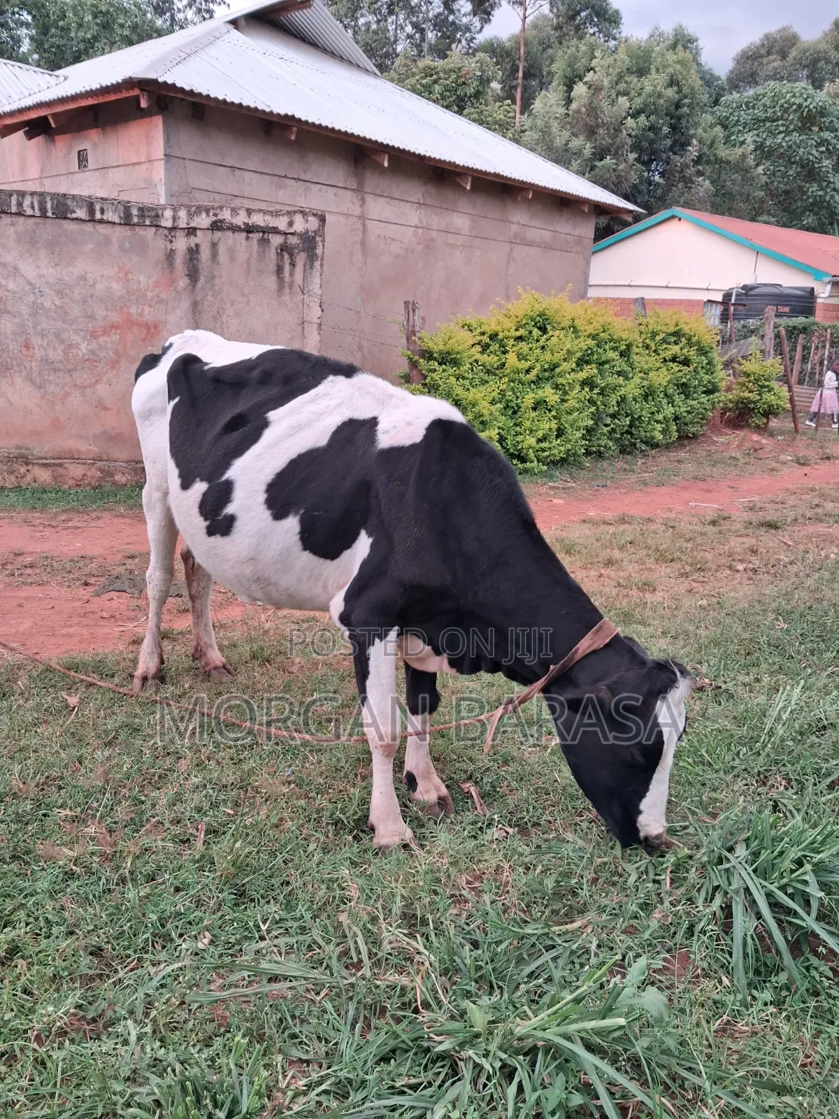 Freshian Cow