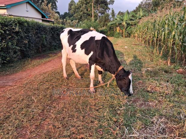 Freshian Cow - thumbnail 9