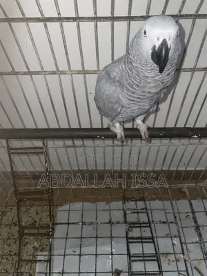 Parrots Male and Female