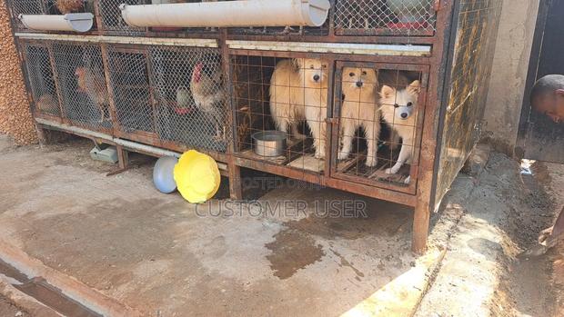 6-12 months Female Mixed Breed Japanese Spitz