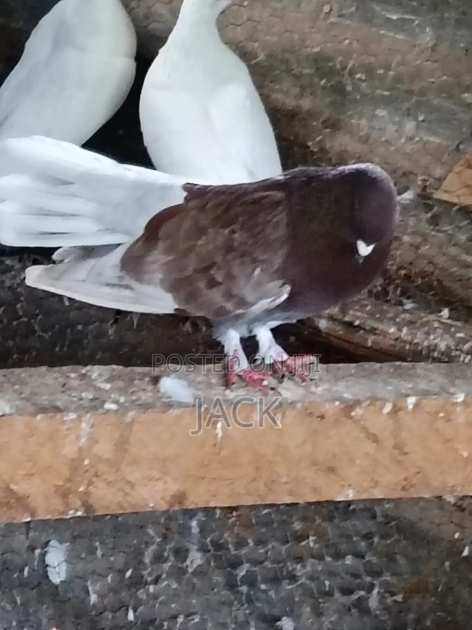 Local and Local Cross Fantail Pigeons