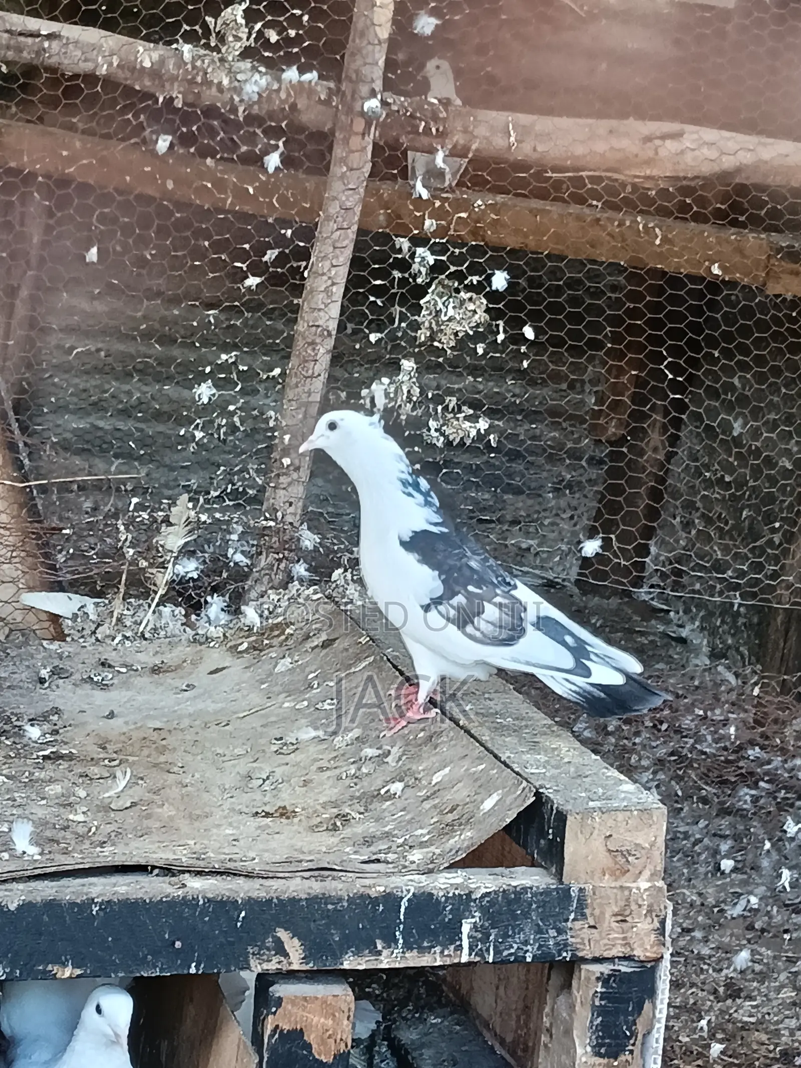 Local and Local Cross Fantail Pigeons