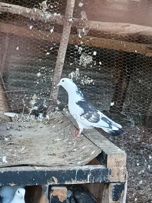 Local and Local Cross Fantail Pigeons