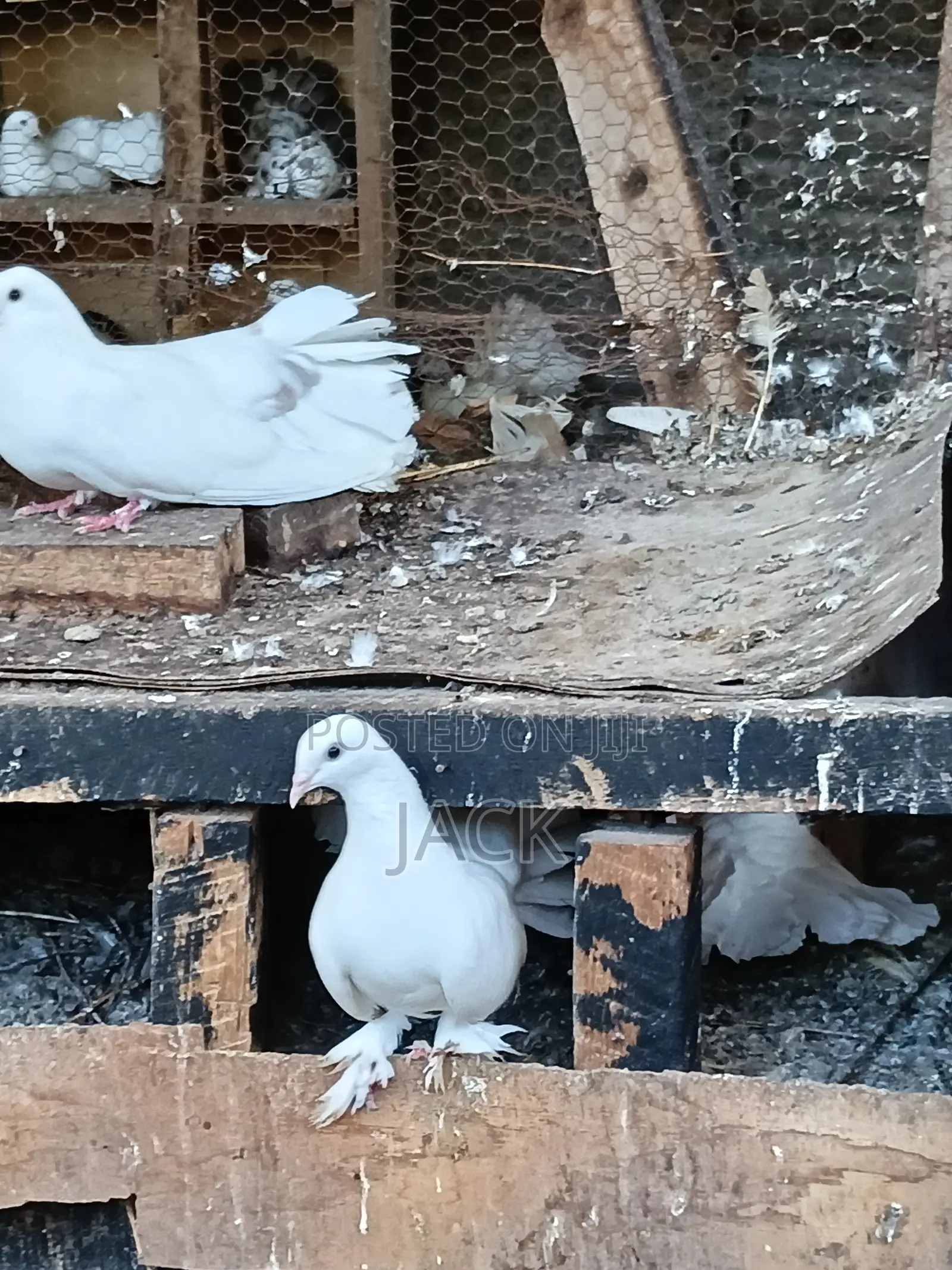 Local and Local Cross Fantail Pigeons