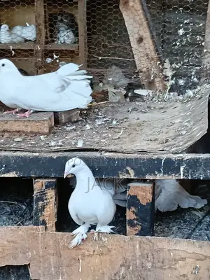 Local and Local Cross Fantail Pigeons