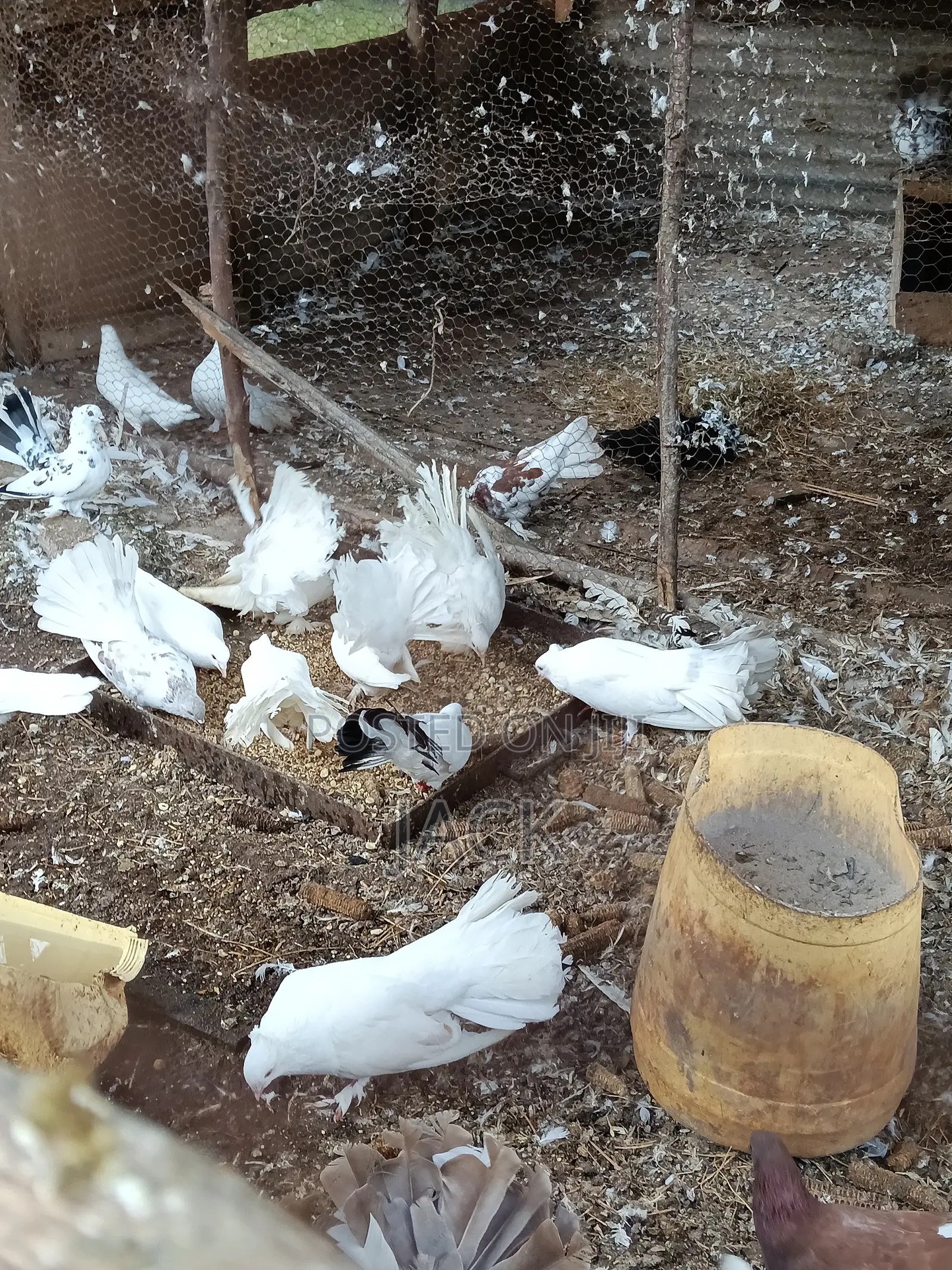 Local and Local Cross Fantail Pigeons