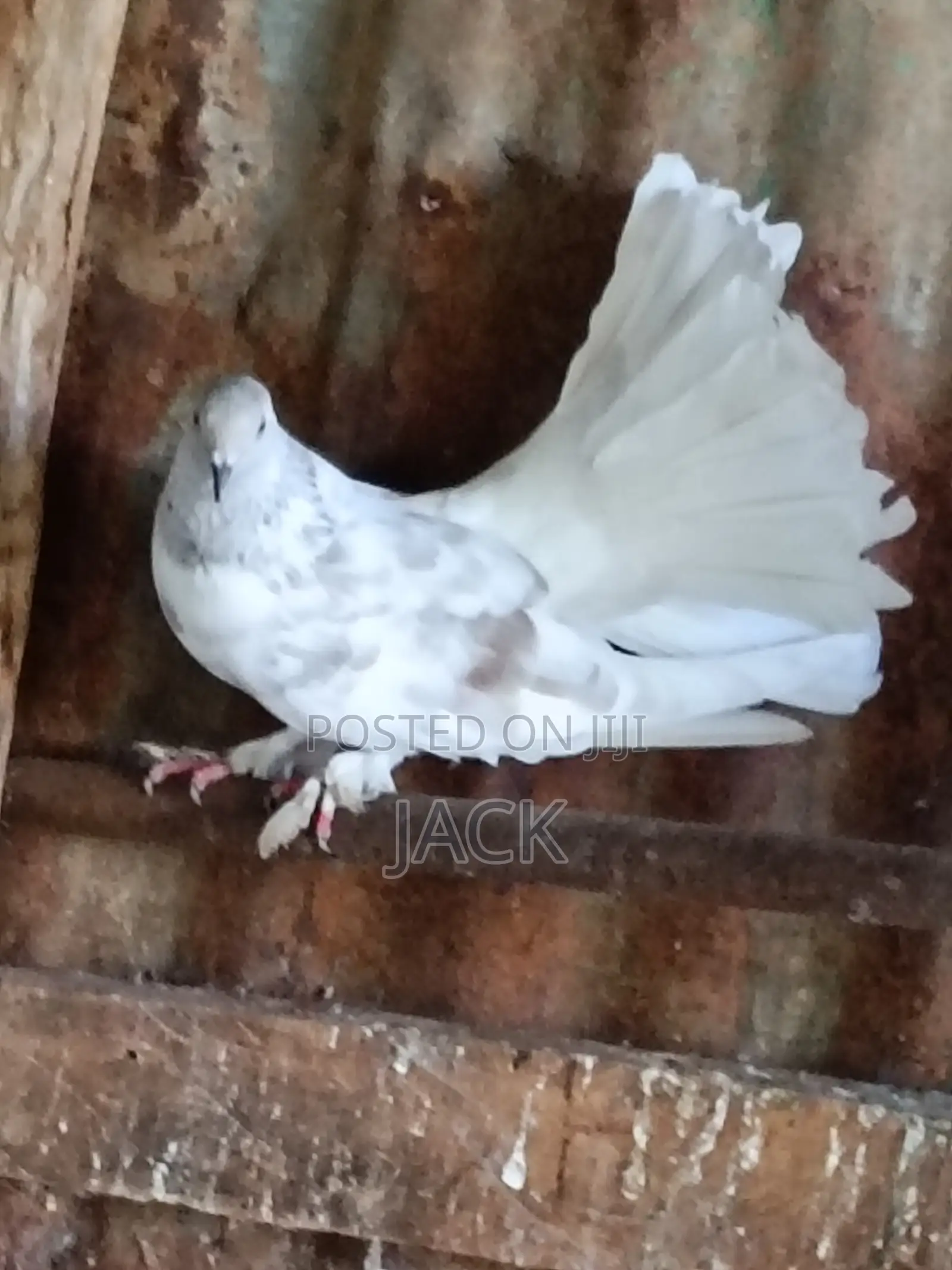 Local and Local Cross Fantail Pigeons