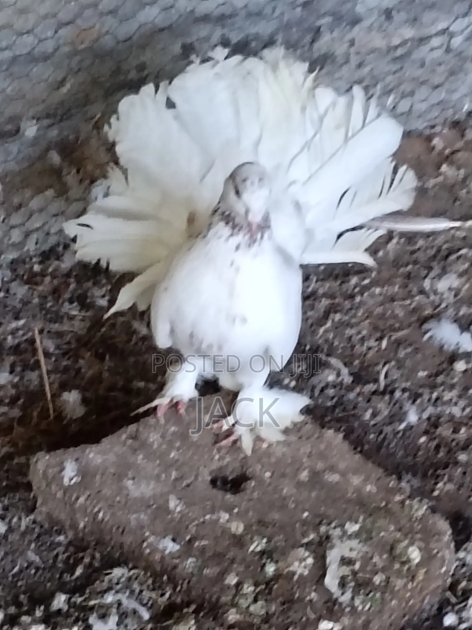Local and Local Cross Fantail Pigeons