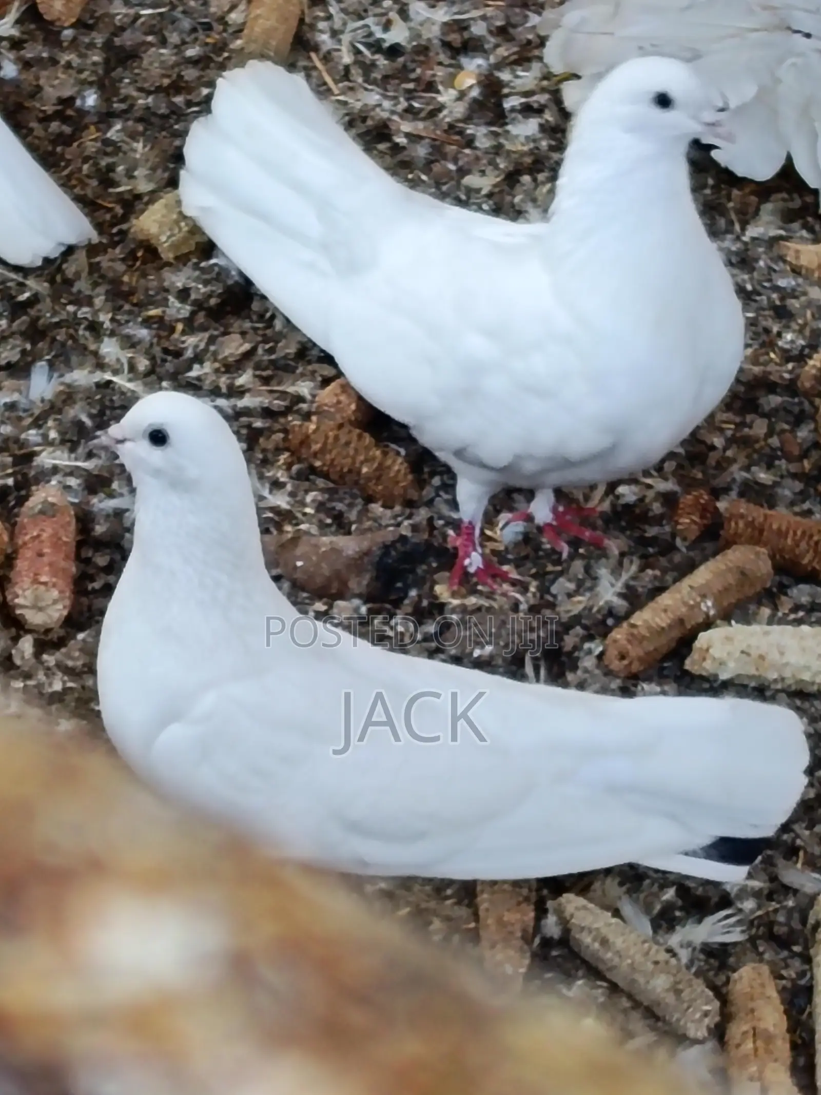 Local and Local Cross Fantail Pigeons
