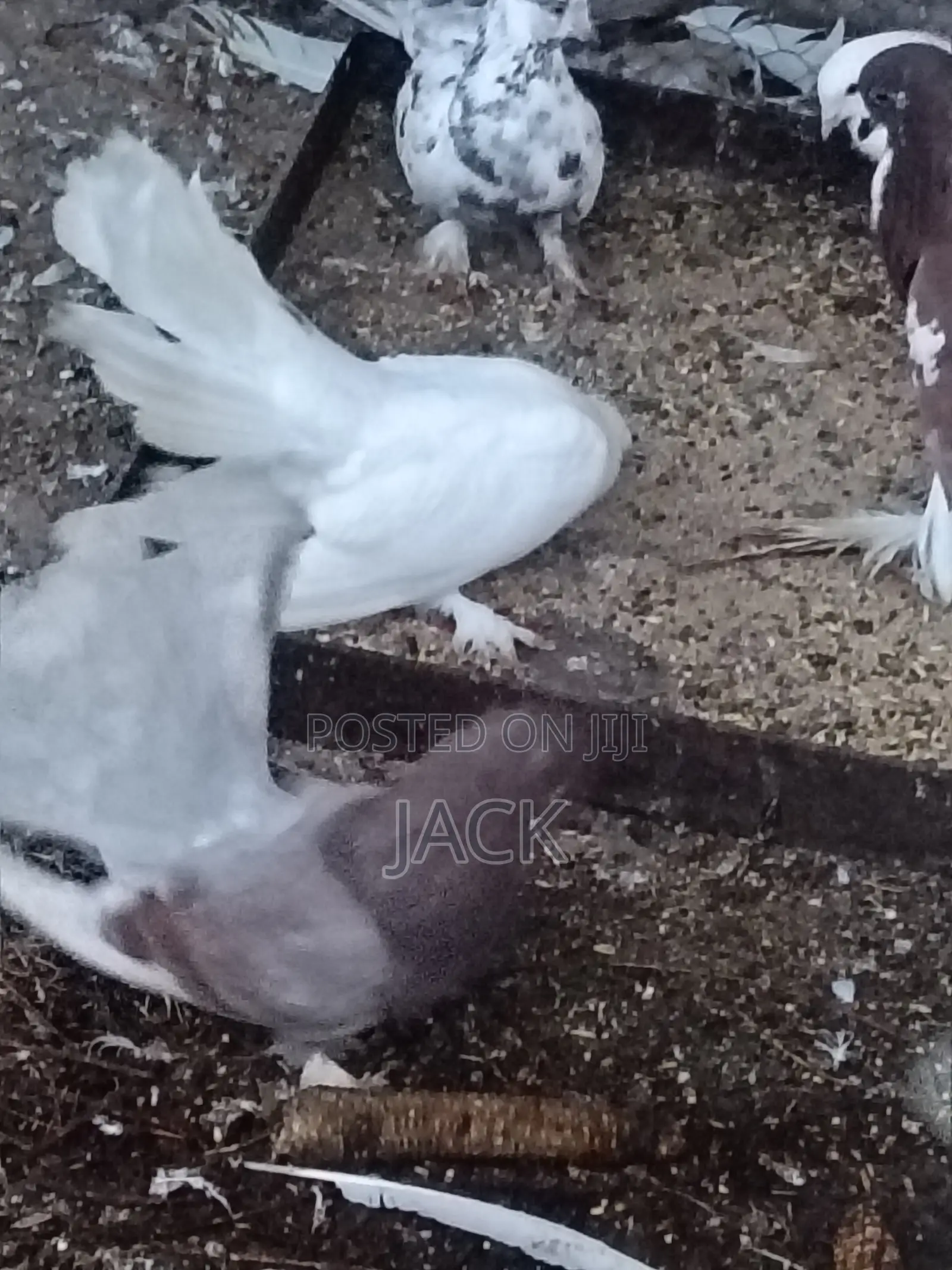 Local and Local Cross Fantail Pigeons