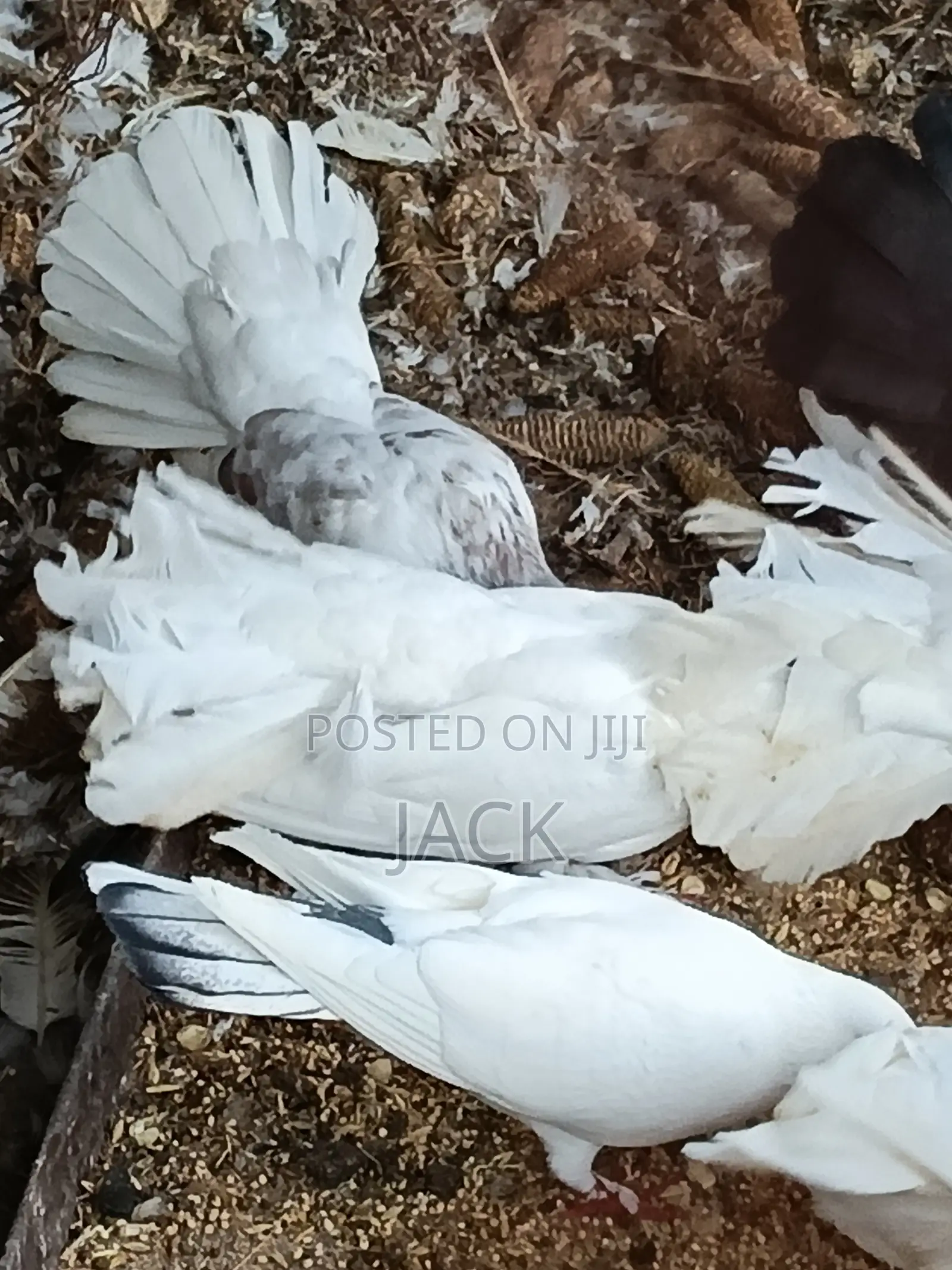 Local and Local Cross Fantail Pigeons