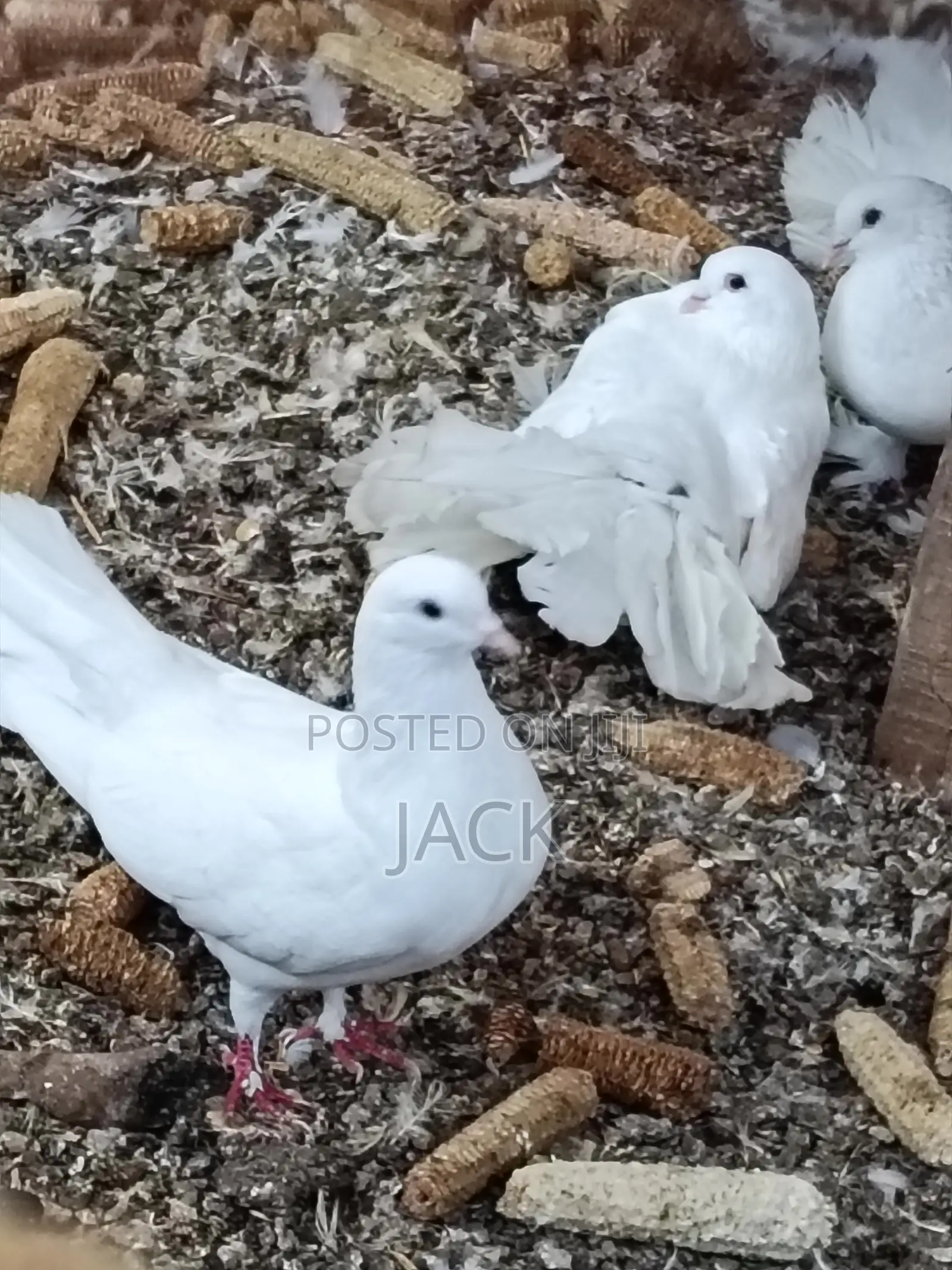 Local and Local Cross Fantail Pigeons